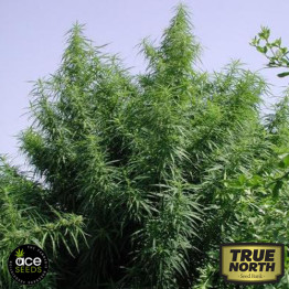 Tropical Mix Feminized Seeds (Ace Seeds)