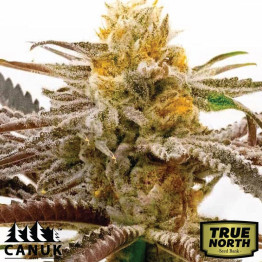 Tropicana Cookies Fast Version Feminized Seeds (Canuk Seeds) - ELITE STRAIN