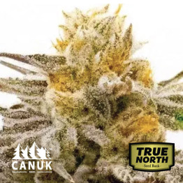 Tropicana Cookies Purple Feminized Seeds (Canuk Seeds)