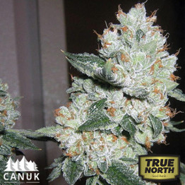 The True OG Feminized Seeds (Canuk Seeds) - ELITE STRAIN