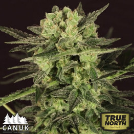 Ultra Killer Fast Feminized Seeds (Canuk Seeds)