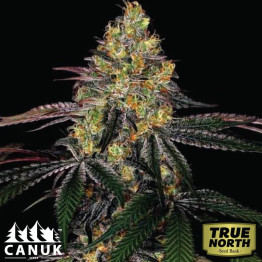 Watermelon Zkittlez Fast Version Feminized Seeds (Canuk Seeds) - ELITE STRAIN