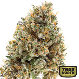 Wedding Cake Regular Seeds (Prism Seeds)