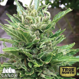 White Crystal AUTO FEMINIZED Seeds (Canuk Seeds) - ELITE STRAIN