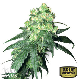 White Rhino Feminized Seeds (Canuk Seeds)