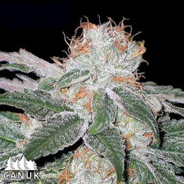 White Widow Auto Feminized Seeds (Canuk Seeds)