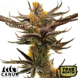 White Russian Fast Version Feminized Seeds (Canuk Seeds) - ELITE STRAIN