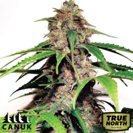 White Widow Fast Version Feminized Seeds (Canuk Seeds) - ELITE STRAIN