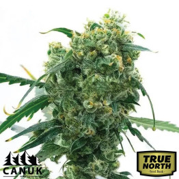 White Widow X AK Fast Version Feminized Seeds (Canuk Seeds) - ELITE STRAIN