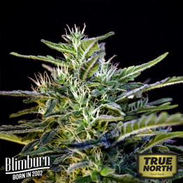 Wombat Feminized Seeds (BlimBurn Seeds)