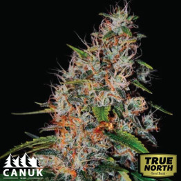 Zkittlez Fast Version Feminized Seeds (Canuk Seeds) - ELITE STRAIN