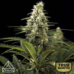 Zkittlez Auto Feminized Seeds (Prism Seeds)