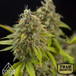 Zkittlez Feminized Seeds (Prism Seeds)