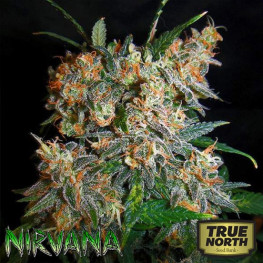 Aurora Indica REGULAR Seeds (Nirvana Seeds)