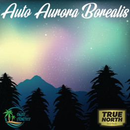 Auto Aurora Borealis Feminized Seeds (Oasis Genetics)