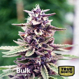 Purpura Uno CBD Regular Seeds (Bulk Seeds Guru) *While Supplies Last*