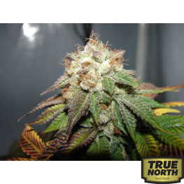 Pre98 Bubba BX2 FEMINIZED Seeds (Cali Connection)
