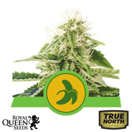 Fat Banana Automatic Feminized Seeds (Royal Queen Seeds)