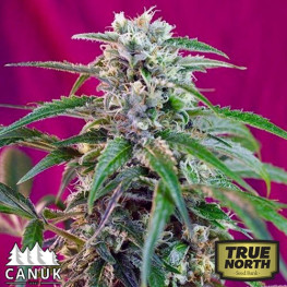Green Potion Fast Feminized Seeds (Canuk Seeds) 