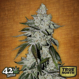 Girl Scout Cookies Auto Feminized Seeds (FastBuds)