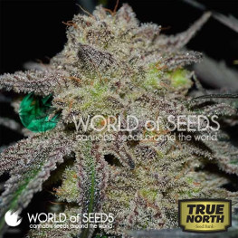 Tonic Ryder CBD Autoflowering Feminized Seeds (World of Seeds)