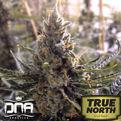 Kosher Tangie Feminized Seeds (DNA Genetics)