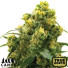 24K Gold Autoflowering Feminized Seeds (Canuk Seeds) - ELITE STRAIN