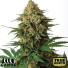 9 Pound Hammer Feminized Seeds (Canuk Seeds) - ELITE STRAIN