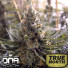 24K Gold (aka Kosher Tangie) FEMINIZED Seeds (DNA Genetics)