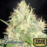 Northern Light Blue FEMINIZED Seeds (Delicious Seeds) 