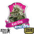 Kali Dog Feminized Seeds (Royal Queen Seeds) - CLEARANCE