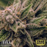 Acapulco Gold Feminized Seeds (Canuk Seeds) - ELITE STRAIN