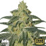 Afghan Hash Plant Regular Seeds (Canuk Seeds) - ELITE STRAIN