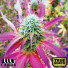 African X Princess 88 Feminized Seeds (Canuk Seeds) - ELITE STRAIN