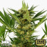 AK Fast Feminized Seeds (Canuk Seeds) 