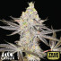 Alien Cookies X Kush Mints Feminized Seeds (Canuk Seeds) - ELITE STRAIN