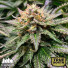 Amnesia Lemon Fast Feminized Seeds (Canuk Seeds) - CLEARANCE