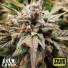 Apple Fritter Feminized Seeds (Canuk Seeds) - ELITE STRAIN