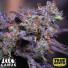 Blackberry Moonrocks Feminized Seeds (Canuk Seeds) - ELITE STRAIN