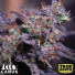 Blackberry Moonrocks Autoflowering Feminized Seeds (Canuk Seeds) - ELITE STRAIN