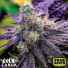 Black Cherry Soda Feminized Seeds (Canuk Seeds) - ELITE STRAIN