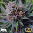 Blue Dream Feminized Seeds (Canuk Seeds) - ELITE STRAIN 