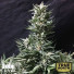 Bruce Banner Feminized Seeds (Canuk Seeds)