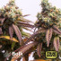 Northern Lights Autoflowering Feminized Seeds (Bulk Seeds Guru)