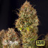 Northern Lights Fast Feminized Seeds (Bulk Seeds Guru)