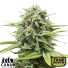 Cheese Auto Feminized Seeds (Canuk Seeds)