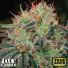 Fat Bastard Feminized Seeds (Canuk Seeds) - ELITE STRAIN