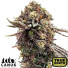 Ghost Train Haze Feminized Seeds (Canuk Seeds) - ELITE STRAIN