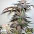 Grand Daddy Purps Regular Seeds (Canuk Seeds) - CLEARANCE