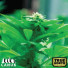 Green Crack X AK47 Feminized Seeds (Canuk Seeds) - ELITE STRAIN